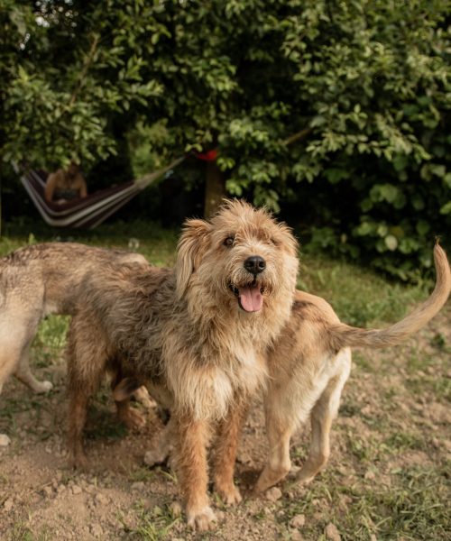 cute-happy-dogs-playing-in-the-garden-BLVWPZ6